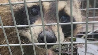 How We Caught This Raccoon That KILLED All Of Our Meat Chickens! #farmlife #homesteading #raccoon