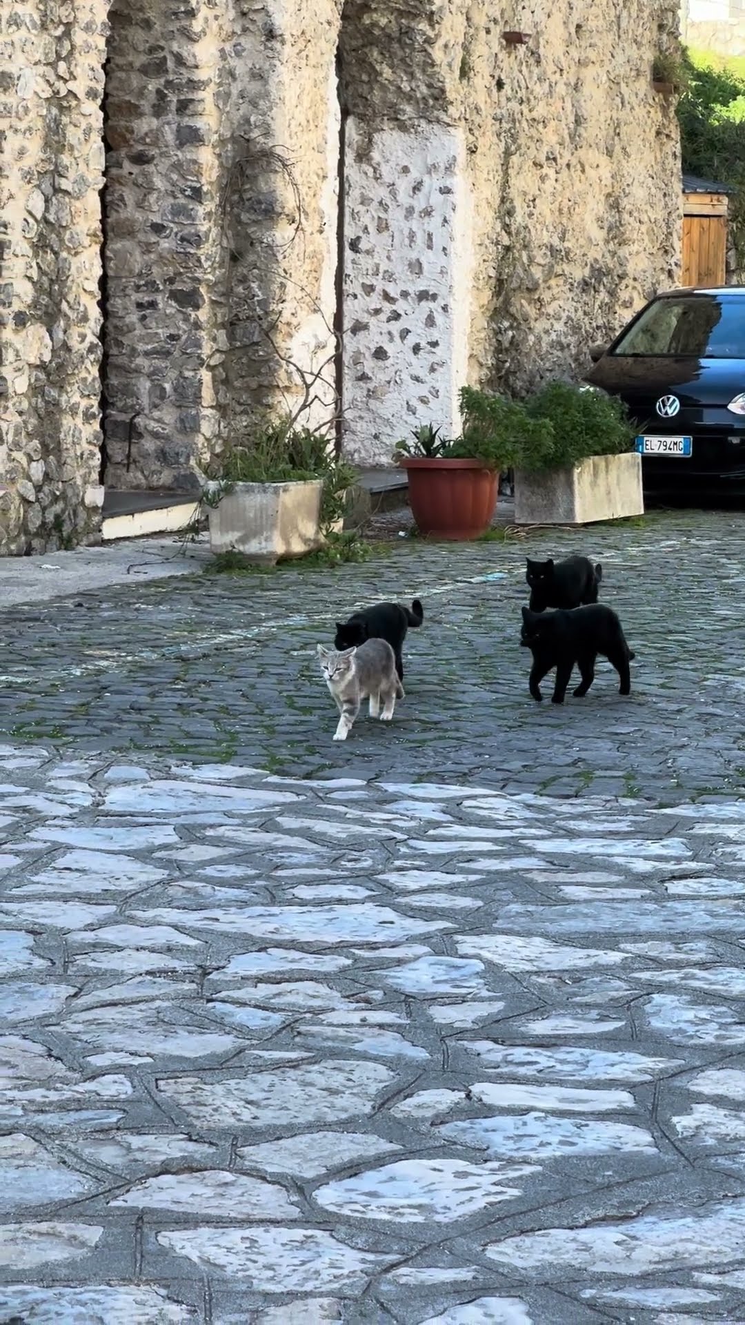 Local Cat Gang Prowls the Streets || ViralHog