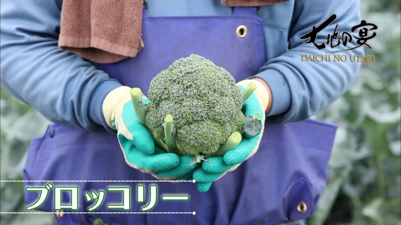 ブロッコリーの花言葉は小さな幸せ 古代ローマ時代のイタリアで すでに食べられていたというキャベツの仲間です Youtube