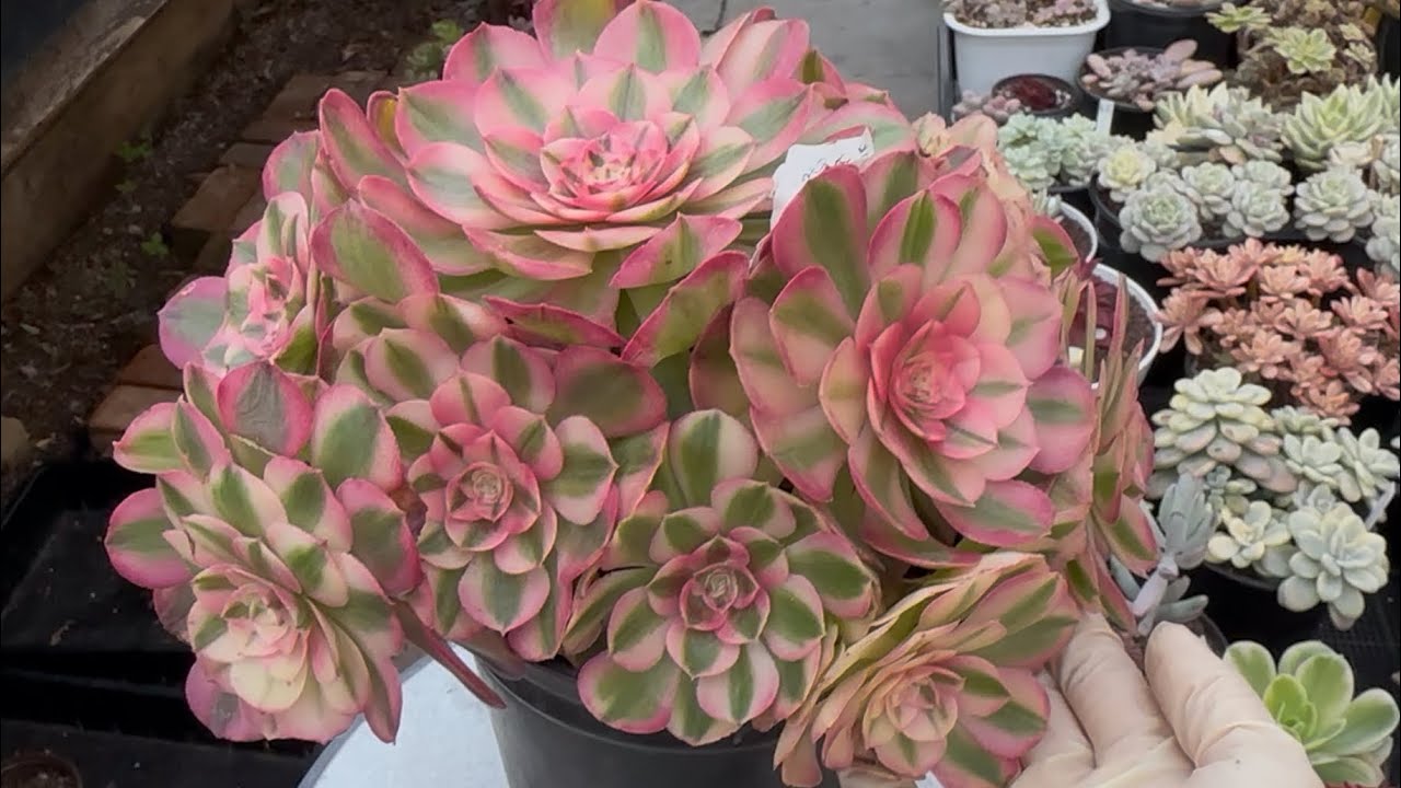 1/17/26 CUTTING CUTE CLUSTER $10 |SUCCULENTS FOR SALE | BÁN SEN ĐÁ | Lele: 408 883 5495