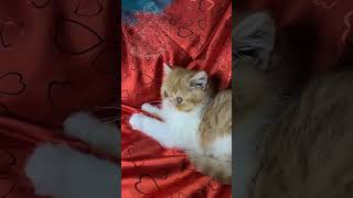 Cute baby Landon is 12 weeks old. by Bella's Legacy Cattery 70 views 1 year ago 3 minutes, 24 seconds