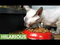 Gluttonous sphynx cat gobbles down food