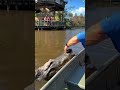 Cute One Second, Dangerous the Next 🐊#animals#fyp#funny#crocodile#usa