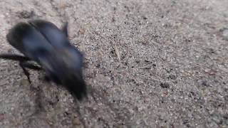 Biegacz skórzasty (Carabus coriac)