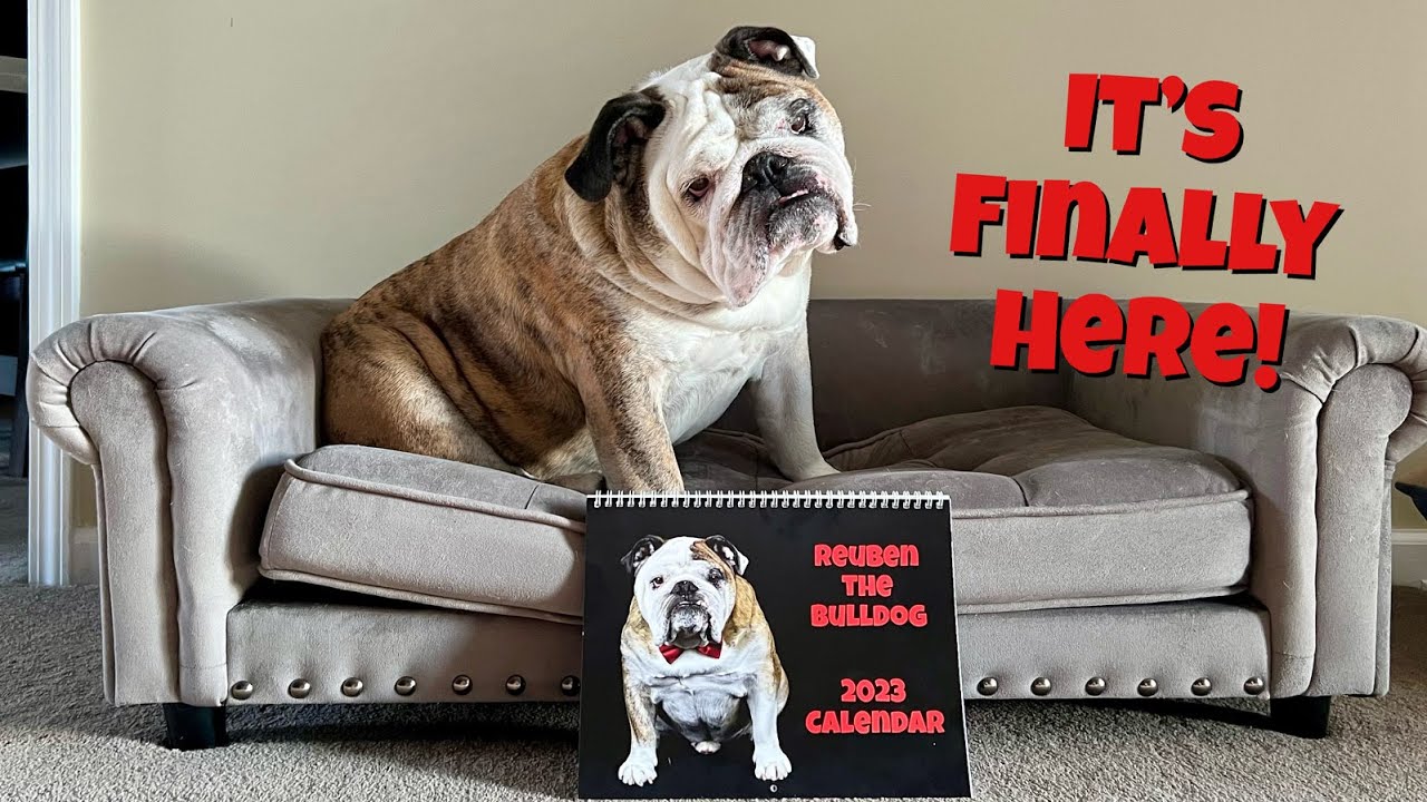 reuben-the-bulldog-2023-calendar-youtube