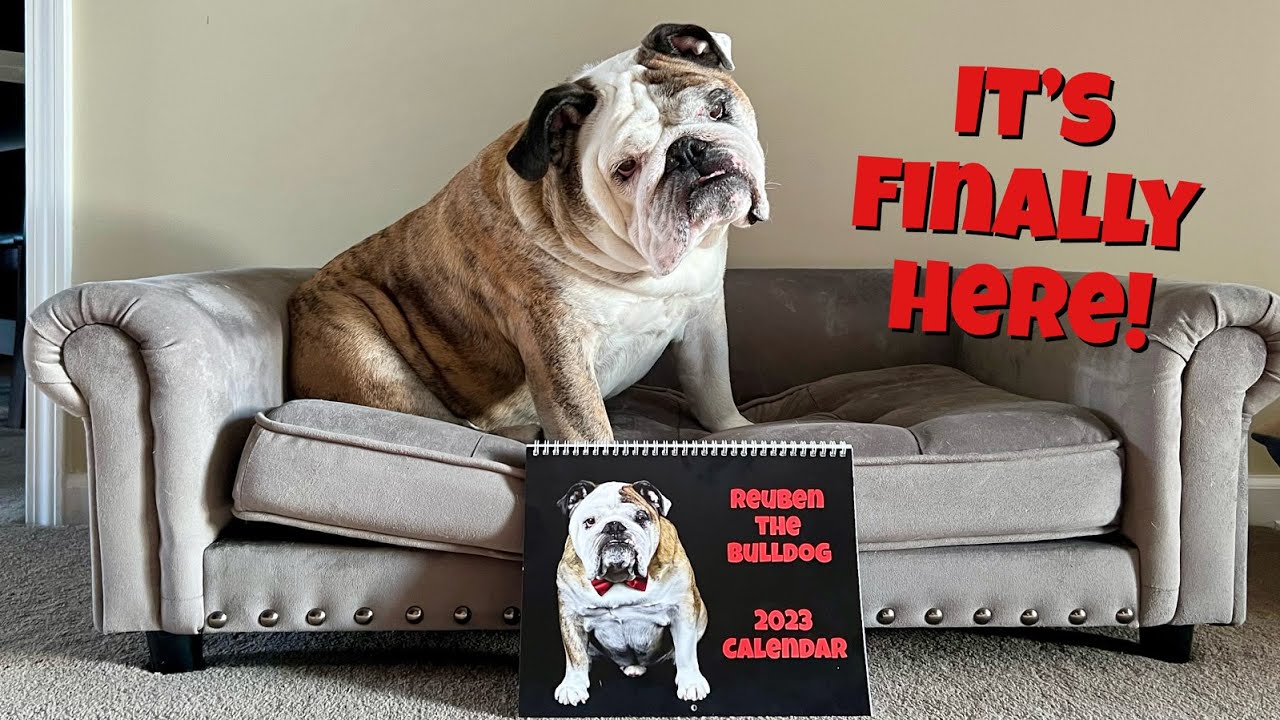 Reuben The Bulldog 2023 Calendar YouTube