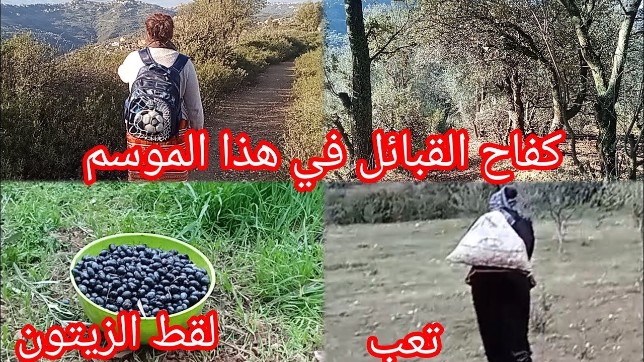 يوميات العائلة القبائلية.تعب.ارهاق.الكل يشارك في الزيتون.toujour avec la récolte des olives 