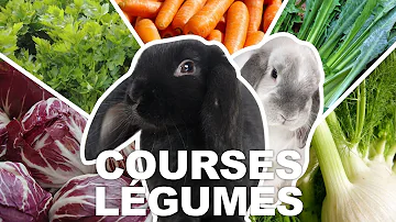 Quel est le légume préféré du lapin