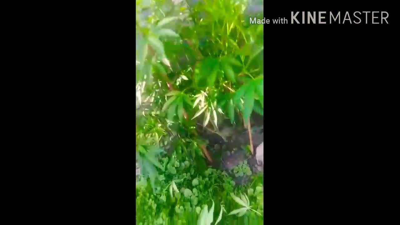 COMPARING A TRAINED PLANT VS NOT TRAINED PLANT 