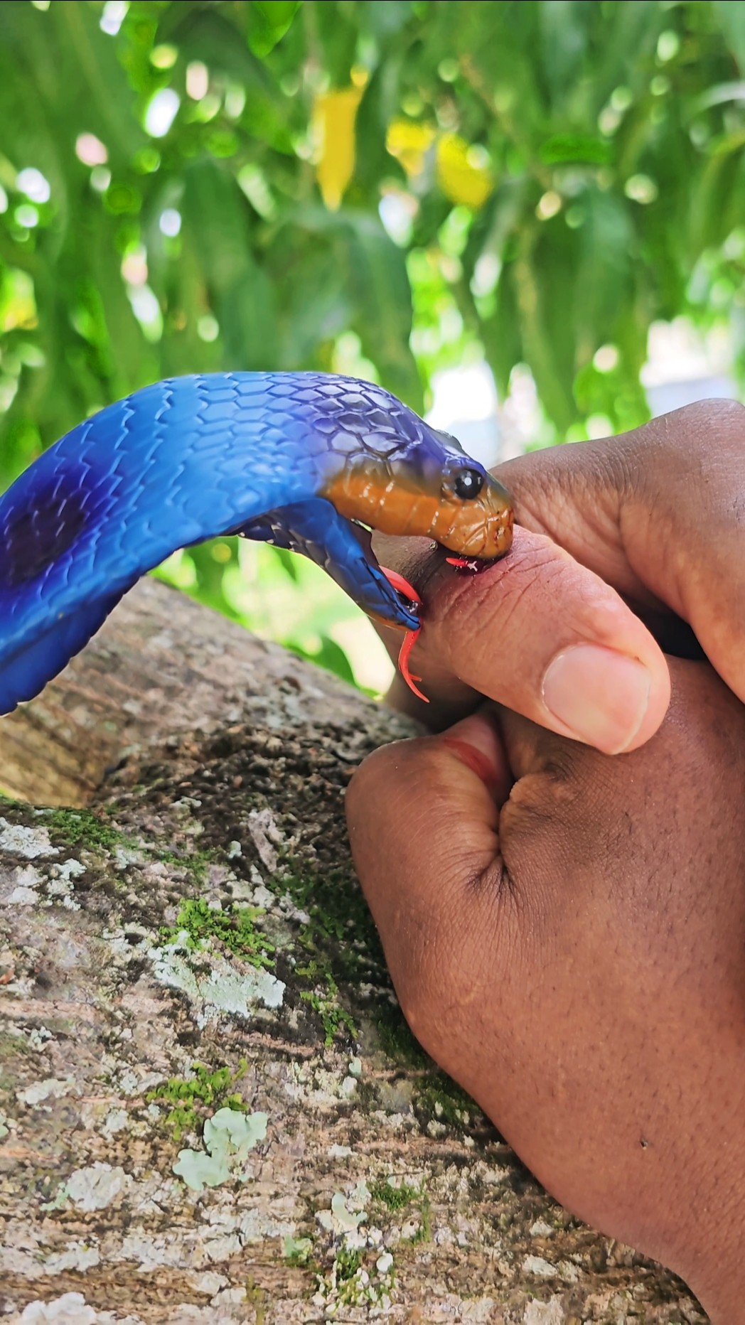 Ataack da Cobra ??☠️? #funny  #funnyvideo #comedy