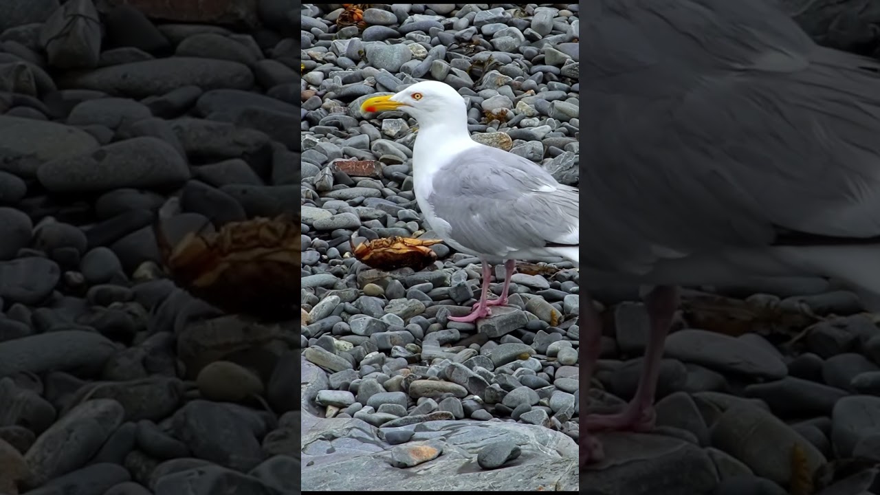 Seagull is eating crab on rocky beach, really wildlife life