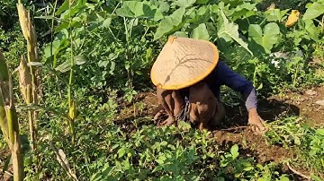 GENIUS IDEA OF FARMERS HARVESTING PEANUTS USING MANUAL PULLING TECHNIQUE! -Agriculture Farming