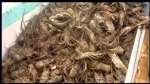 Data Collection - Part I