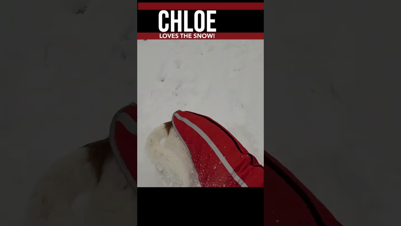 Chloe The Foxhound Loving The Snow 