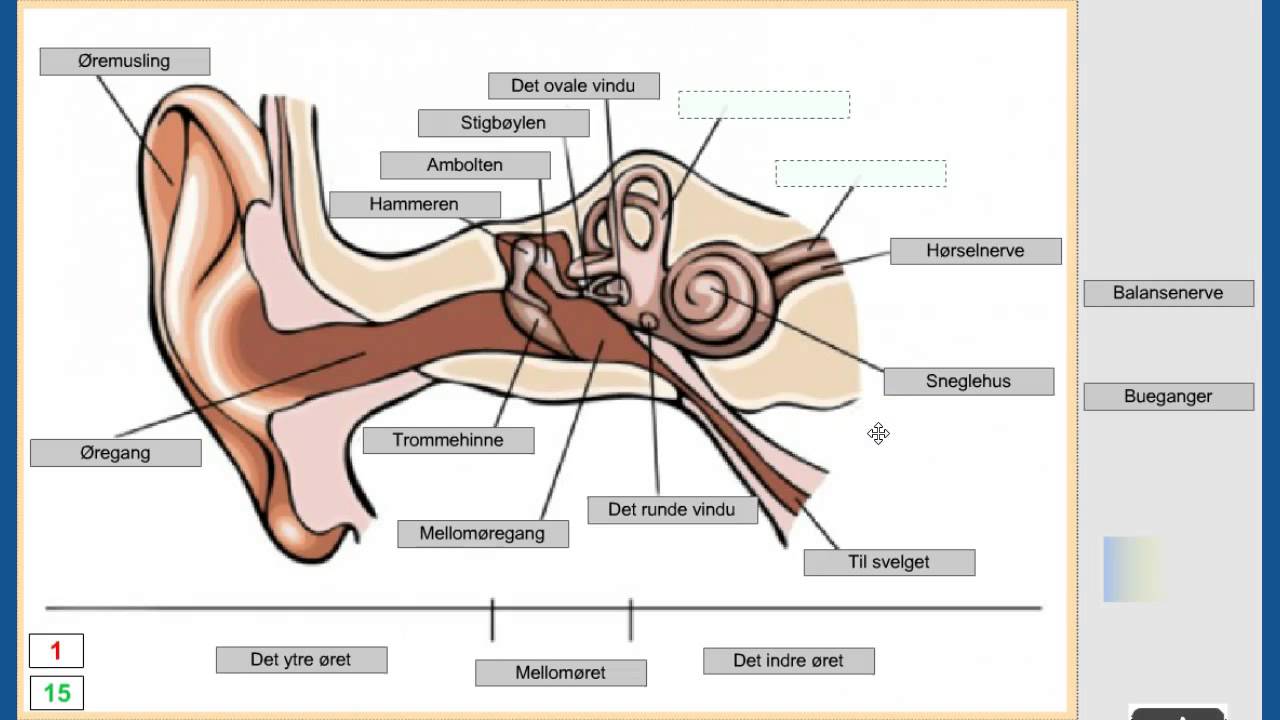 Øret - oppbygning og virkemåte - YouTube