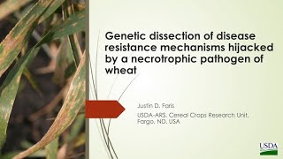Genetic dissection of disease resistance mechanisms hijacked by a necrotrophic pathogen of wheat