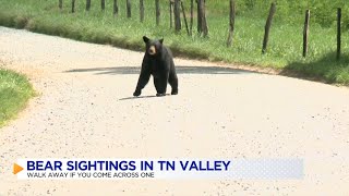 Bear sightings in TN Valley