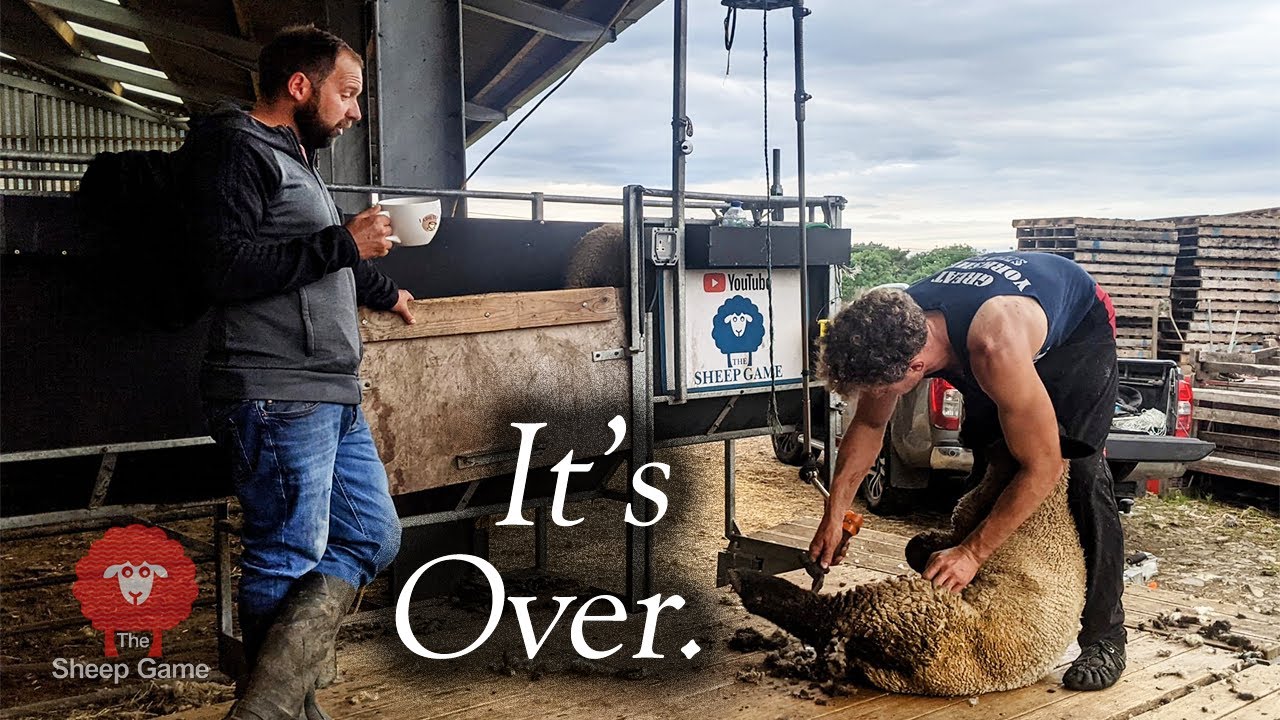 THE LAST DAY OF MY UK SHEEP SHEARING SEASON YouTube