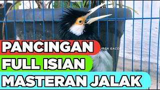Masteran Jalak Suren Variasi Suara Unik Gacor Full Isian Tembakan Mewah Asli mantap