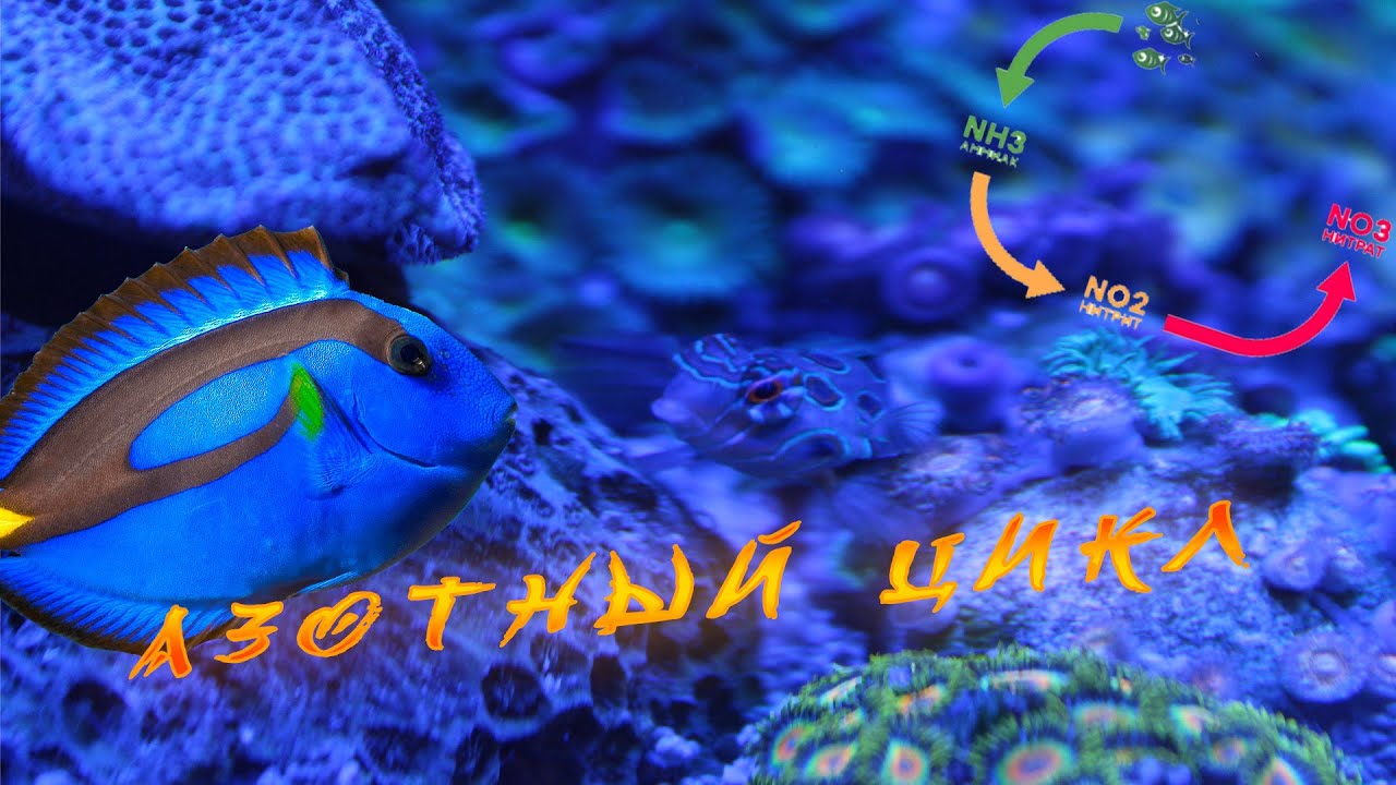 Нитрат и фосфат в морском аквариуме