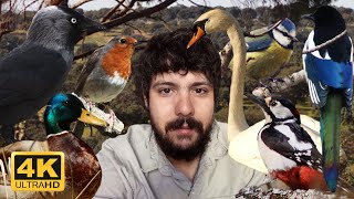 Aves De España Cada Ave Con Sus Nombres Parte 1