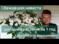 Гортензия СБЕЖАВШАЯ  НЕВЕСТА .Особенности выращивания и ухода.#Runaway Bride#