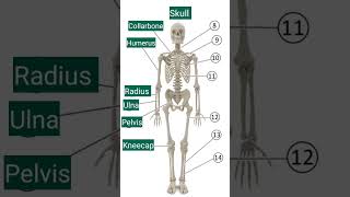 The Skeleton Of The Human Body