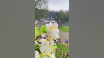 اكتب شيء تؤجر عليه ❤️ #quran #اكسبلور #تلاوة_خاشعة #nature #قرآن #راحة_نفسية #قران_كريم #beautiful