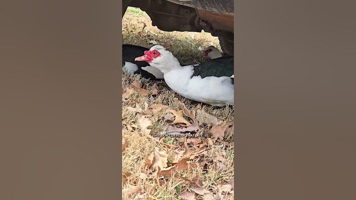 My ducks changed gender? Finding surprise Muscovy drakes among my all hen flock
