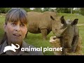 Nacimiento de un adorable rinoceronte blanco | Los Irwin: Robert al rescate | Animal Planet