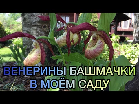 Венерины башмачки в моём саду