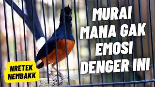 MURAI BATU GACOR FULL ISIAN TEMBAKAN MEWAH AMPUH UNTUK MELATIH MURAI BATU AGAR BONGKAR ISIAN