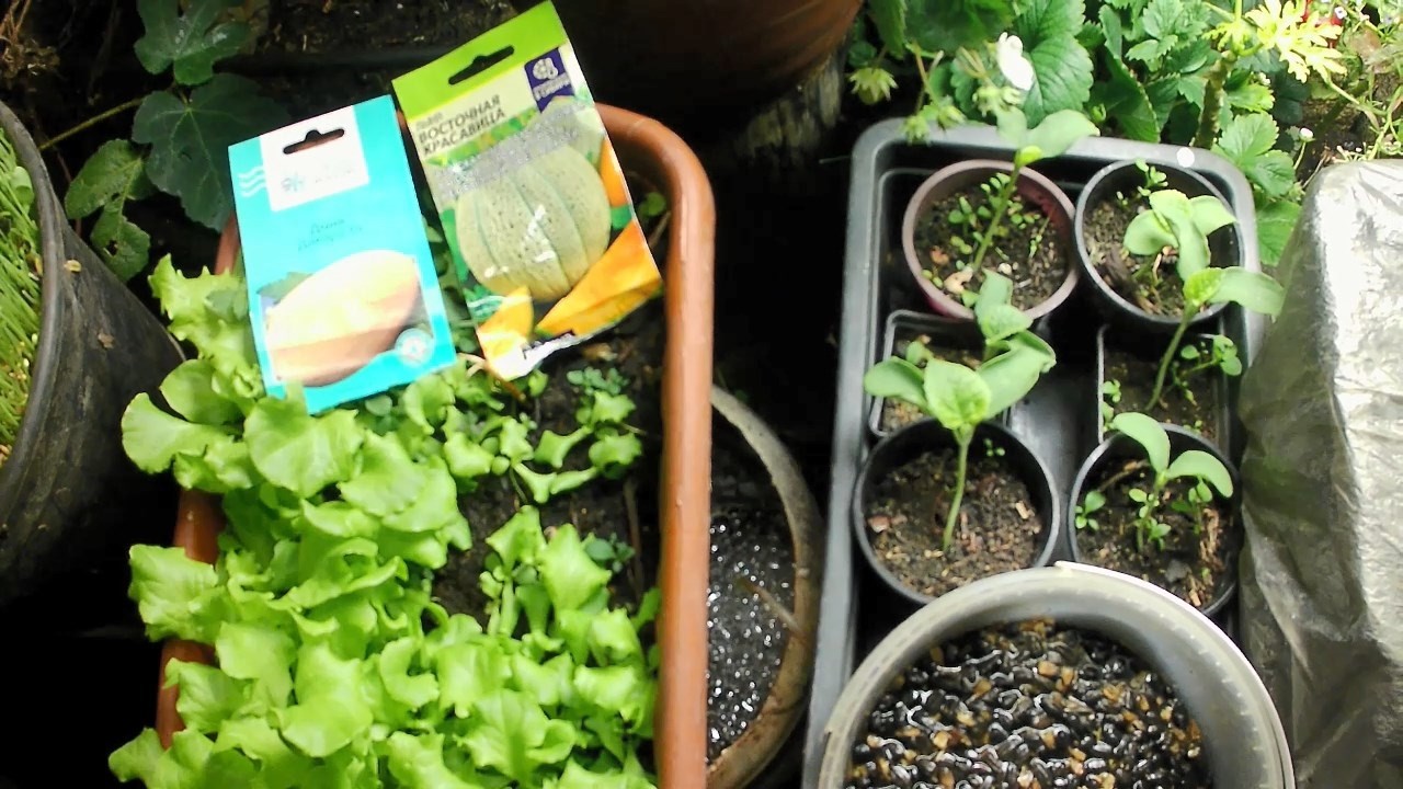 Дыня в условиях полной светокультуры. Высадил рассаду дыни Дакаро и Восточная красавица.