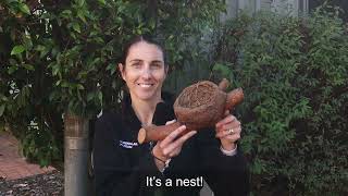 Little Learners | Nests | Queensland Museum Network
