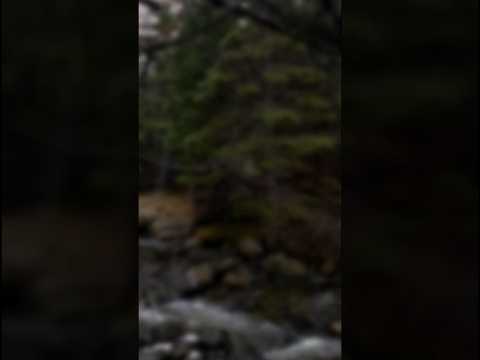 Rainforest Rain Sounds