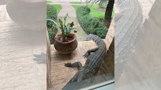 ‘This alligator is pretty comfortable’: Alligator roaming Sugar Land neighborhood