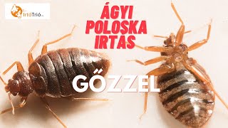 Ágyi Poloska Irtás Gőzzel - Vegyszermentes Poloskairtás - Vegyszermentes Ágyi  Poloska Írtás Gőzzel - YouTube