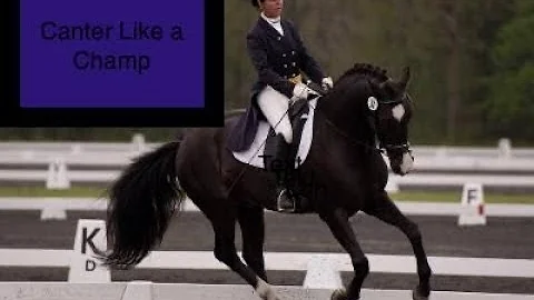 How to Perfect the Canter - Learn to get the best ...
