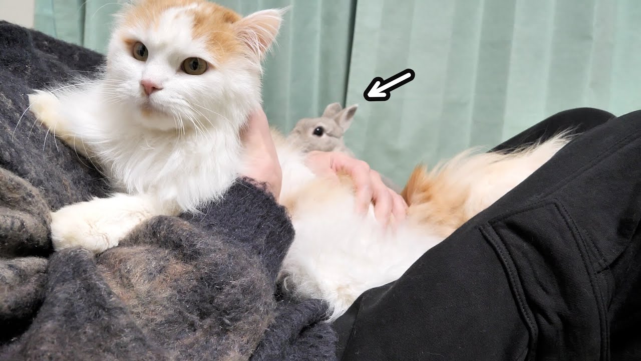 ちょっと離れてた間にいつのまにか弟猫にポジションとられててうしろで