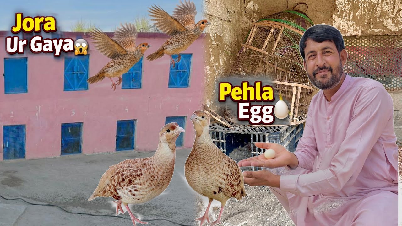 First Egg Arrived 😍 Breeding Season Start | How does the Female Lay Eggs?