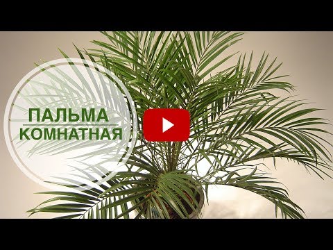 Пальма комнатная уход🌴  озеленение квартир с  хитсад