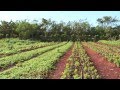 Agricultura Urbana en Cuba 2/3