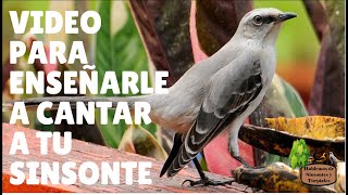 SINSONTE / CENZONTLE  CANTOR #6. VÍDEO PARA ENSEÑARLE A CANTAR LINDAS MELODÍAS A TU SINSONTE.