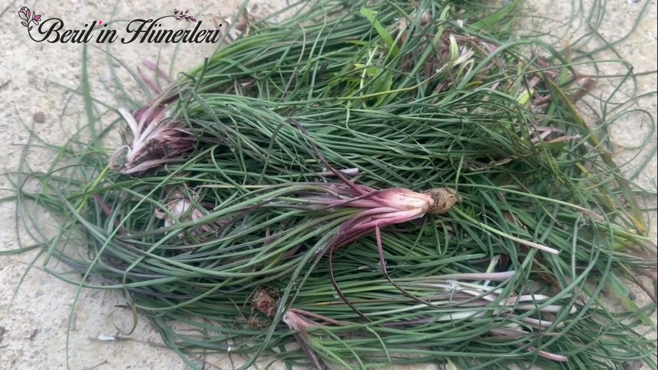 Otların Padişahı Yemlik Otunun Şaşırtıcı Faydaları, Yemlik Otu Nedir, Nasıl Tüketilir, Şifalı Bitki