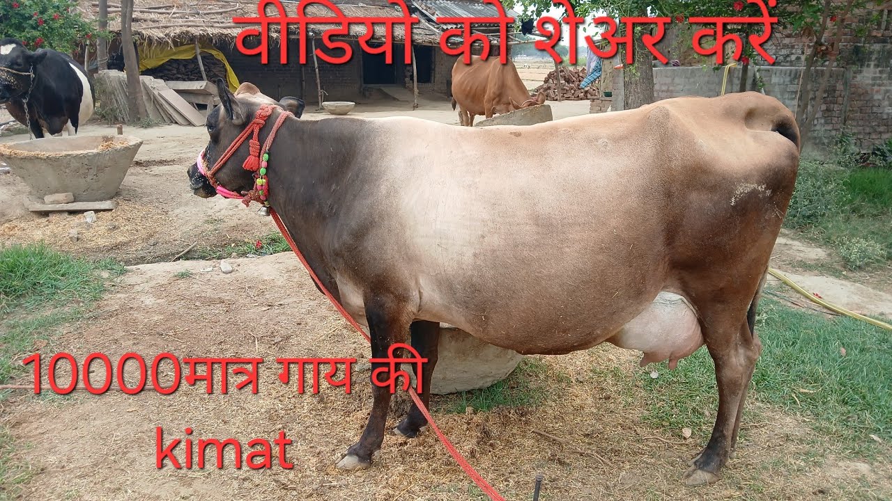 सबसे सस्ती गाय यहाँ मिलेगा 😱 मात्र 10000 हजार मे ! Sabse Sasti gay Kahan मिलेगा 😱 #viralvideo