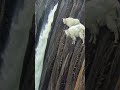 Unreal Mountain Wildlife View Caught on Camera #survival