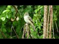 Acadian Flycatcher Catching Flies