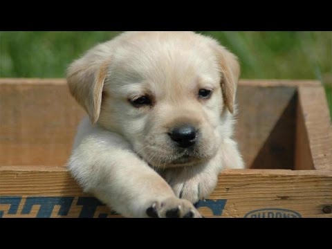 Funny And Cute Puppy Videos Compilation 2016 - YouTube