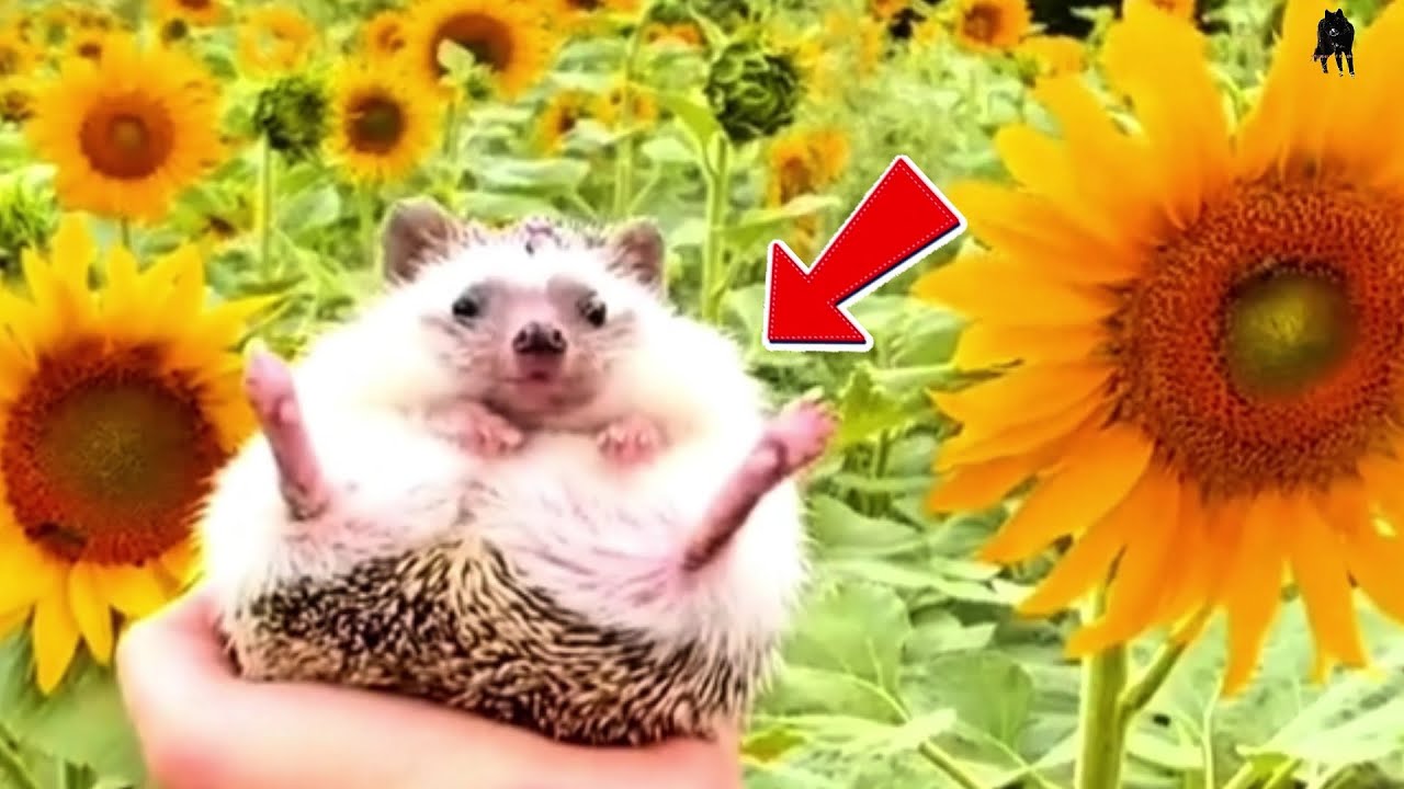 From Rainy Pond to Warm Home: Spike the Hedgehog’s Journey to Finding a Family.