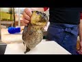 Mon ăn đường phố Nhật Bản - Cục Cá sushi Lẩu Hải sản Nhật Bản